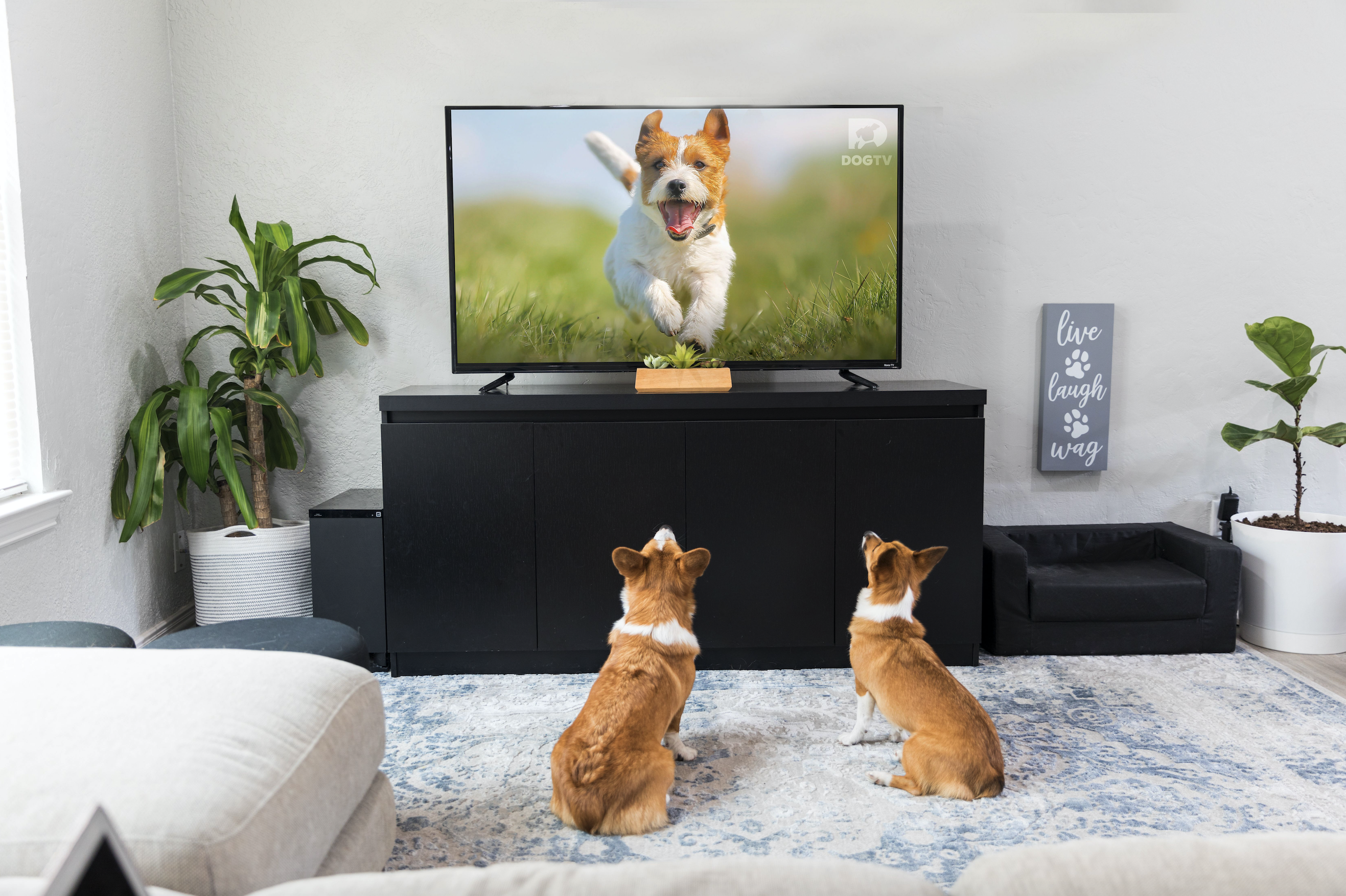 DOGTV? Still Something To Bark About!